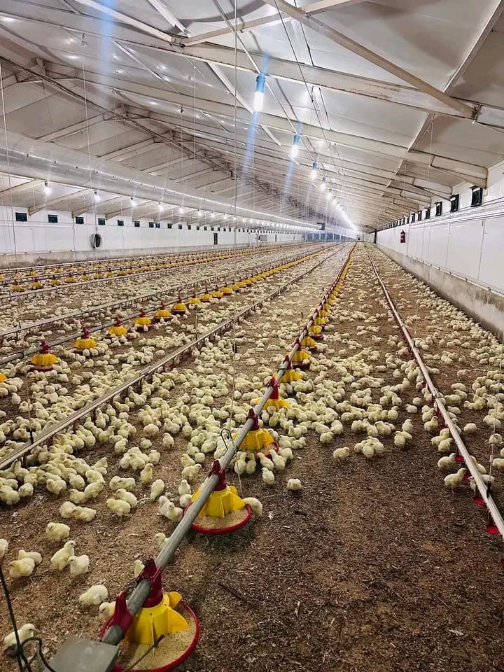 Our farm